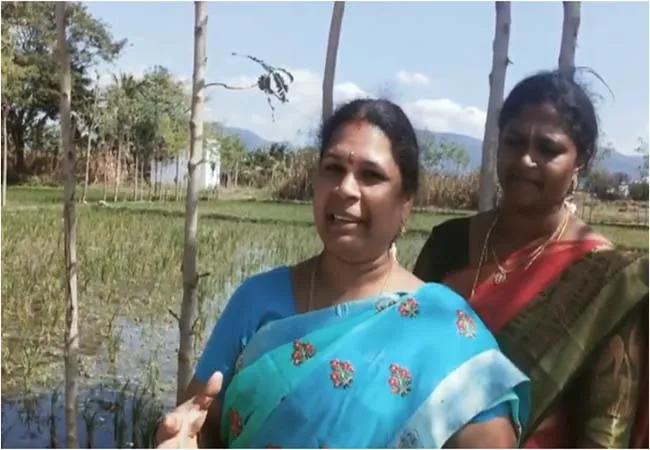 dharmapuri district family pongal celebration 